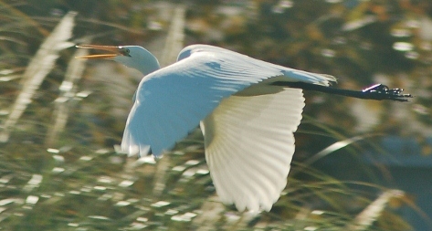 egret flying